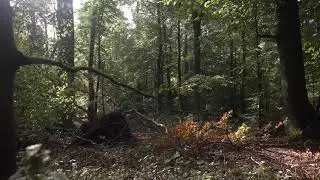 Wald bei Markgrafenheide 4K Oneshot