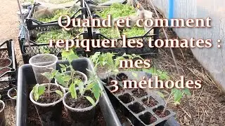 Quand et comment rempoter les semis des tomates : mes 3 méthodes