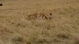 Hyena catches a cheetah catching an impala