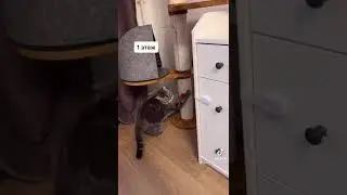 котики в тик ток