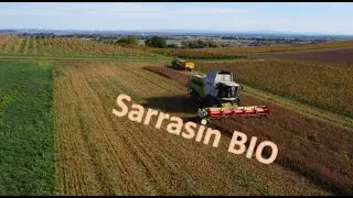 Moisson de sarrasin bio avec une CLAAS lexion 7500