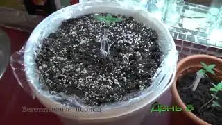 конопли в домашних условиях