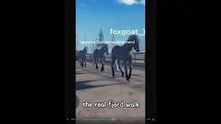 the real fjord walk.. ✋🏼😂 @foxgoat_}pawz @wompwomp_dragon @sapphirethegermanshepard