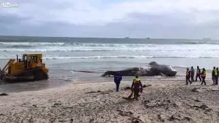 Towing a Whale Doesn't Go Quite As Planned