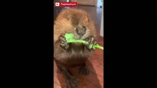 Бобёр ест вкусняшку