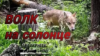 Появился волк в угодьях! Чем это грозит?