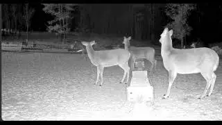 Owl attacks Deer