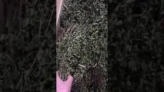 Все для Бани и Сауны,Мята Перечная.