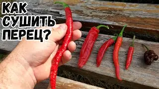 Как я сушу разные сорта перца?