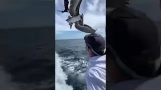 feeding Pelican birds in the sea then there’s a big surprise must watch