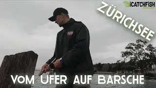 Zürichsee - Vom Ufer auf Barsch - Part 1 #icatchfish #Zürich #Barsch #perch