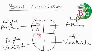 How blood circulation takes place in our heart? By Simply The Best BIO