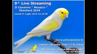 Canary Team - 9^ Live Streaming - Il Canarino " Mosaico "
