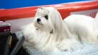 XXXIIª EXPOSICION NACIONAL CANINA