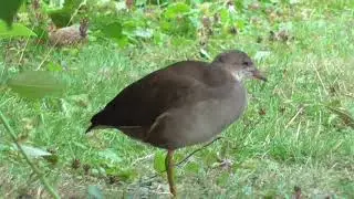 Teichhuhn - Jungvogel