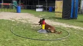 Raiko van de Suikerdijk - NVBK Cat1