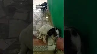 щенки играют,они такие милые #shorts#video#doglover#