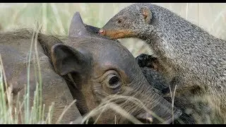 Robotic Warthog Groomed by Mongoose