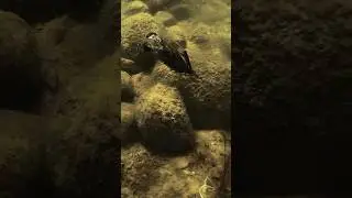 Where to Flip a Cleanup Craw™