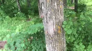 Вид Иртыша в Тобольске. Место за ТК Ермак.