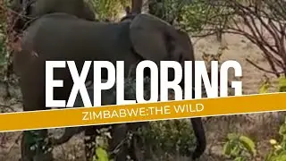 Zimbabwe, DIY safari