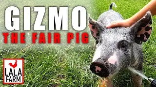 Training a Show Pig | Gizmo