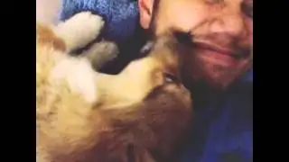 #Corgi #love