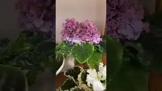 Обращение к моим зрителям.