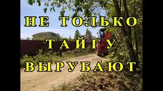 Не только тайгу вырубают.Уничтожение зеленых насаждений в Подмосковье
