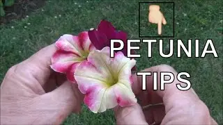 Petunia Tips / Petunia Care / Petunia Blooms 🌼