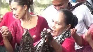 dolo adonara