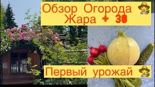 КАК ВСЁ РАСТЁТ 🍅🌶️🍆🥒 В + 30 !!! ПЕРВЫЙ УРОЖАЙ 👩‍🌾