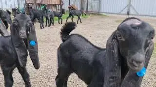 Камори козы.
