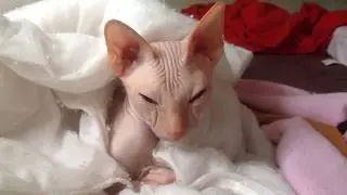 КРЫСЯ кайфует в одеяле cat