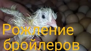Рождение бройлеров.