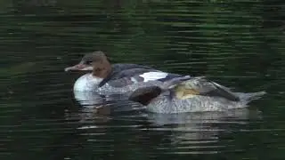 Goosanders on River Taff, Cardiff  - 14.09.2021