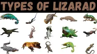 Types Of lizards | Lizard | Lizards For Kids  #lizard #education
