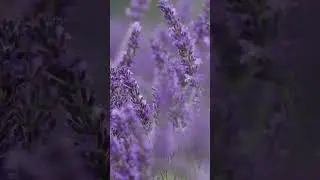 Guided Meditation: Awake, Relaxed And Open