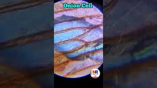 #Onion cells under the Microscope 🔬#reels#shortvideo #viral #shorts#viralvideo 👍