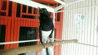 AWAS KACER ANDA KALAH MENTAL DENGAR KACER INI || KACER ISIAN KASAR || BIKIN KACER ANDA EMOSI TINGGI