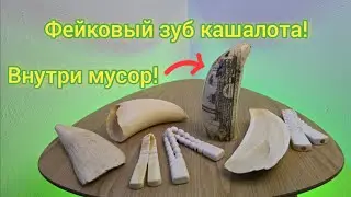 Real or not? I'll cut open a sperm whale tooth and check!
