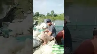 cuplikan saat tebar benih udang windu