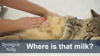 🐄 Is your cat lactating? How to increase milk supply?