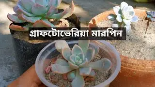 গ্রাফটোভেরিয়া মারপিন সাকুলেন্ট