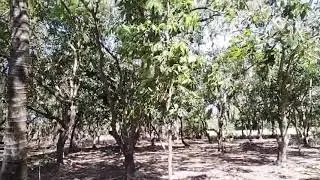 Farmlot for Sale 