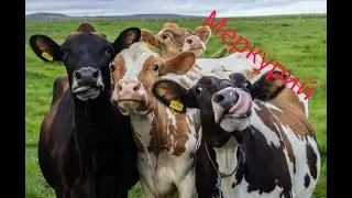 Подключение ФГИС Меркурий