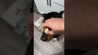 Banana time #shorts #puppy