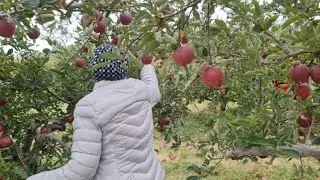 Apple picking! #TBT #Ontario #Oct2023