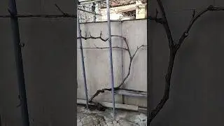 Осенняя обрезка винограда