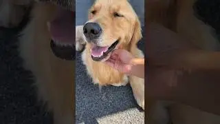 Send this to an awesome friend of yours!🥹 #goldenretriever #doglover #dog #cutedog